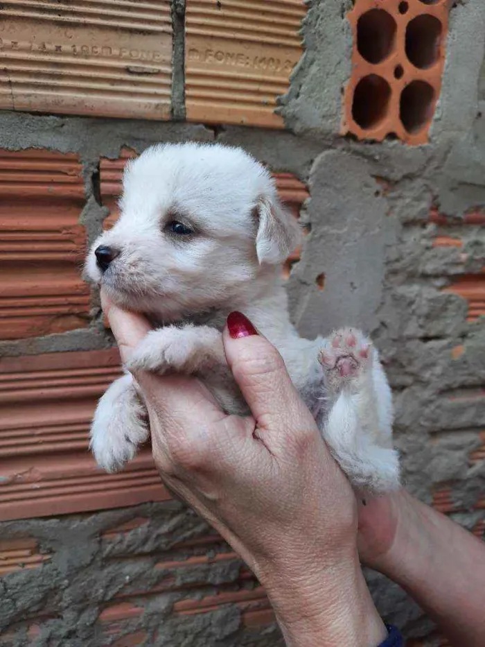Cachorro ra a Border Collie, Poodle, SRD idade Abaixo de 2 meses nome Sem nome