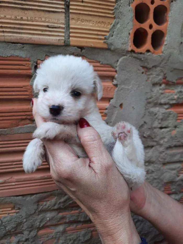 Cachorro ra a Border Collie, Poodle, SRD idade Abaixo de 2 meses nome Sem nome