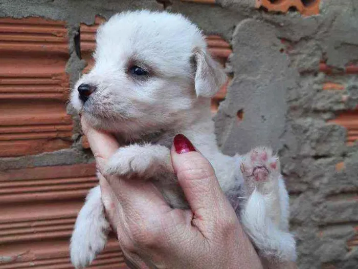 Cachorro ra a Border Collie, Poodle, SRD idade Abaixo de 2 meses nome Sem nome