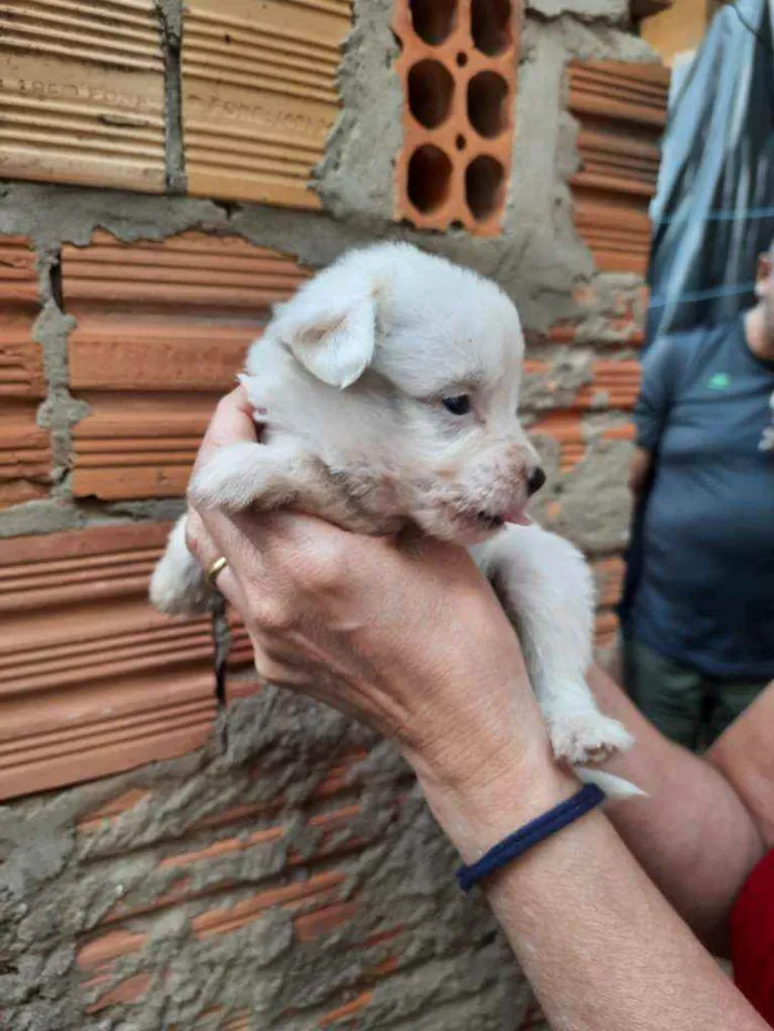 Cachorro ra a Border Collie, Poodle, SRD idade Abaixo de 2 meses nome Sem nome