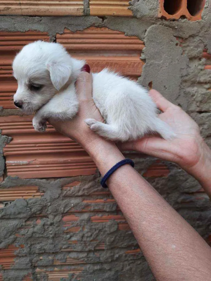 Cachorro ra a Border Collie, Poodle, SRD idade Abaixo de 2 meses nome Sem nome