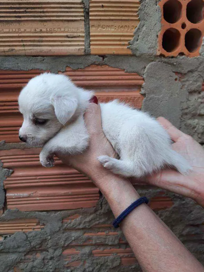 Cachorro ra a Border Collie, Poodle, SRD idade Abaixo de 2 meses nome Sem nome