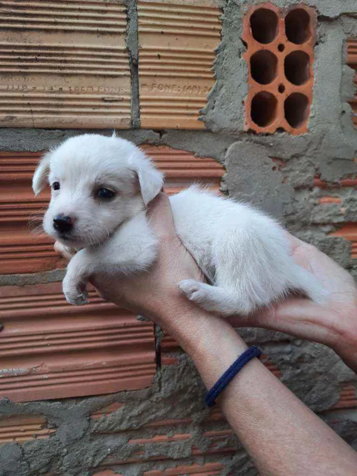 Cachorro ra a Border Collie, Poodle, SRD idade Abaixo de 2 meses nome Sem nome