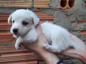 Cachorro raça Border Collie, Poodle, SRD idade Abaixo de 2 meses nome Sem nome