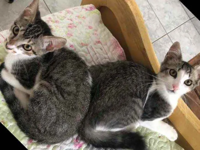 Gato raça Srd idade 2 a 6 meses nome Tico e Nuno