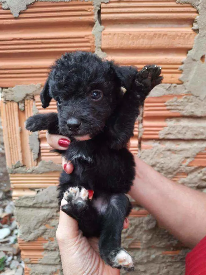 Cachorro ra a Border Collie, Poodle, SRD idade Abaixo de 2 meses nome Sem nome