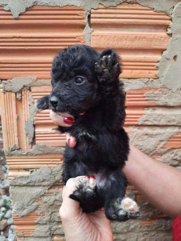 Cachorro ra a Border Collie, Poodle, SRD idade Abaixo de 2 meses nome Sem nome