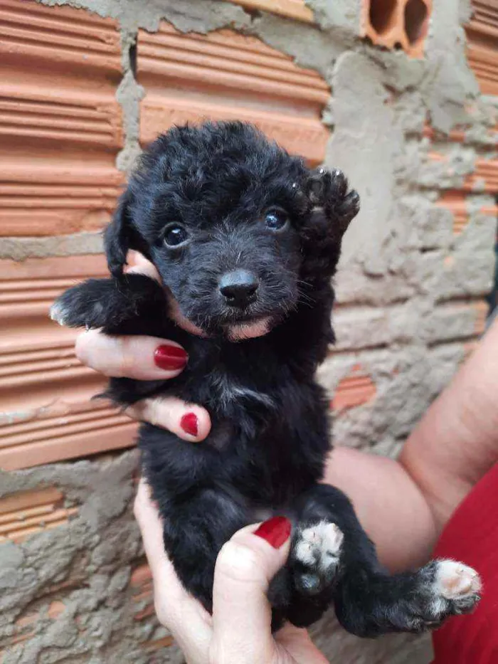 Cachorro ra a Border Collie, Poodle, SRD idade Abaixo de 2 meses nome Sem nome