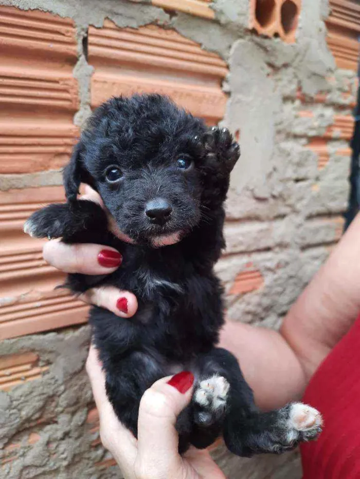 Cachorro ra a Border Collie, Poodle, SRD idade Abaixo de 2 meses nome Sem nome