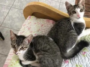 Gato raça Srd idade 2 a 6 meses nome Tico e Nuno