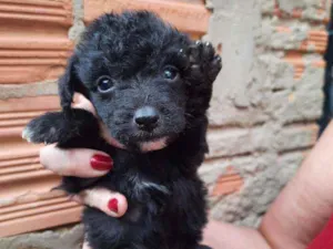 Cachorro raça Border Collie, Poodle, SRD idade Abaixo de 2 meses nome Sem nome