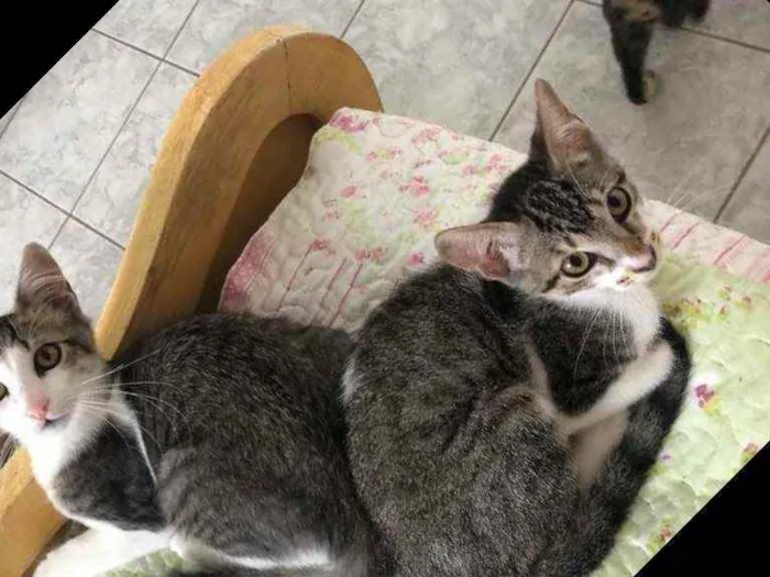 Gato raça Srd idade 2 a 6 meses nome Tico e Nuno