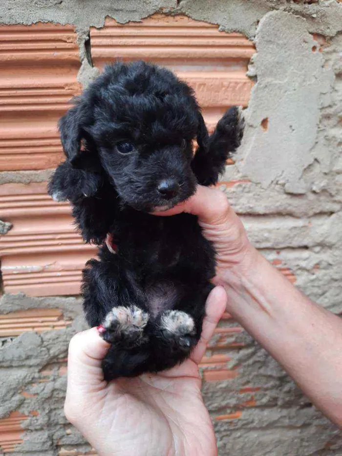 Cachorro ra a Border Collie, Poodle, SRD idade Abaixo de 2 meses nome Sem nome