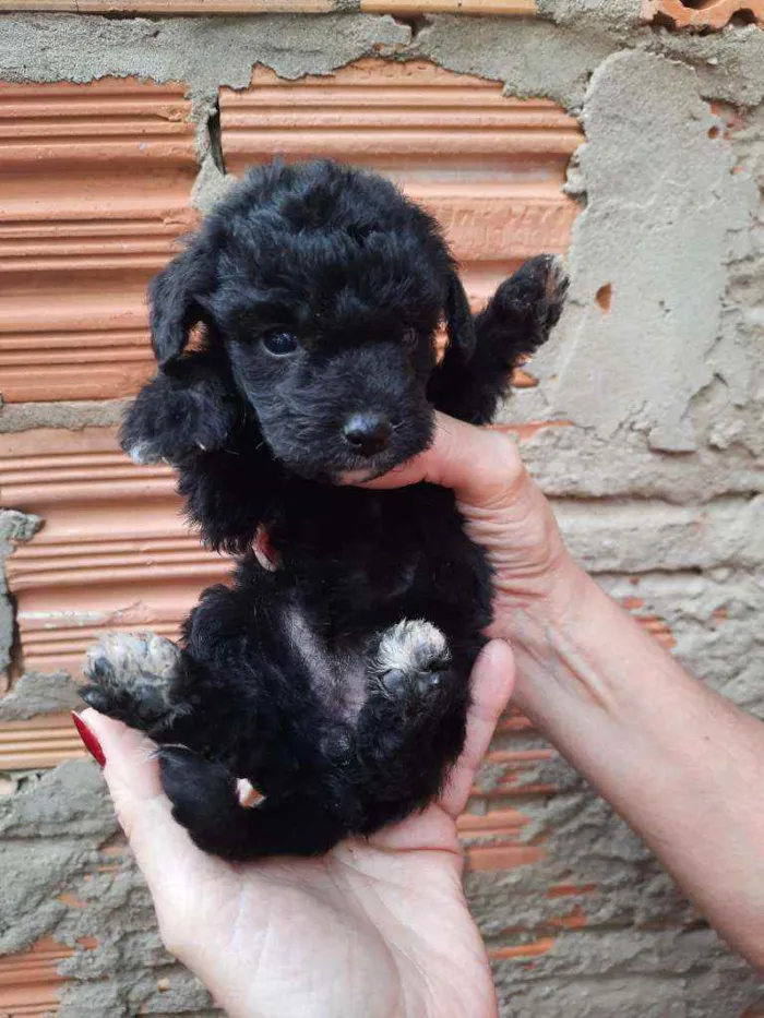 Cachorro ra a Border Collie, Poodle, SRD idade Abaixo de 2 meses nome Sem nome