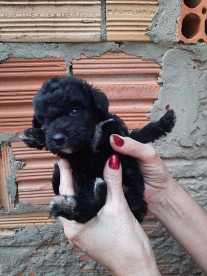 Cachorro ra a Border Collie, Poodle, SRD idade Abaixo de 2 meses nome Sem nome