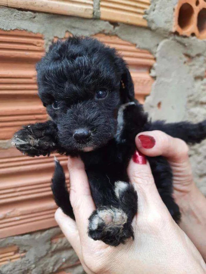 Cachorro ra a Border Collie, Poodle, SRD idade Abaixo de 2 meses nome Sem nome