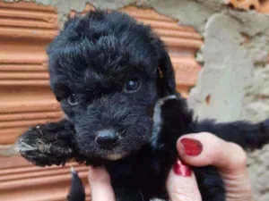 Cachorro raça Border Collie, Poodle, SRD idade Abaixo de 2 meses nome Sem nome
