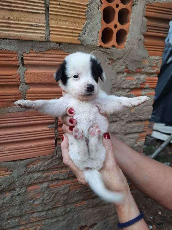 Cachorro ra a Border Collie, Poodle, SRD idade Abaixo de 2 meses nome Sem nome
