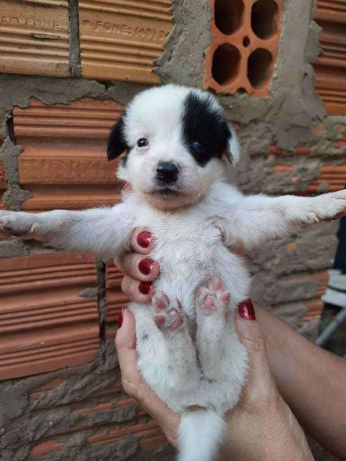Cachorro ra a Border Collie, Poodle, SRD idade Abaixo de 2 meses nome Sem nome