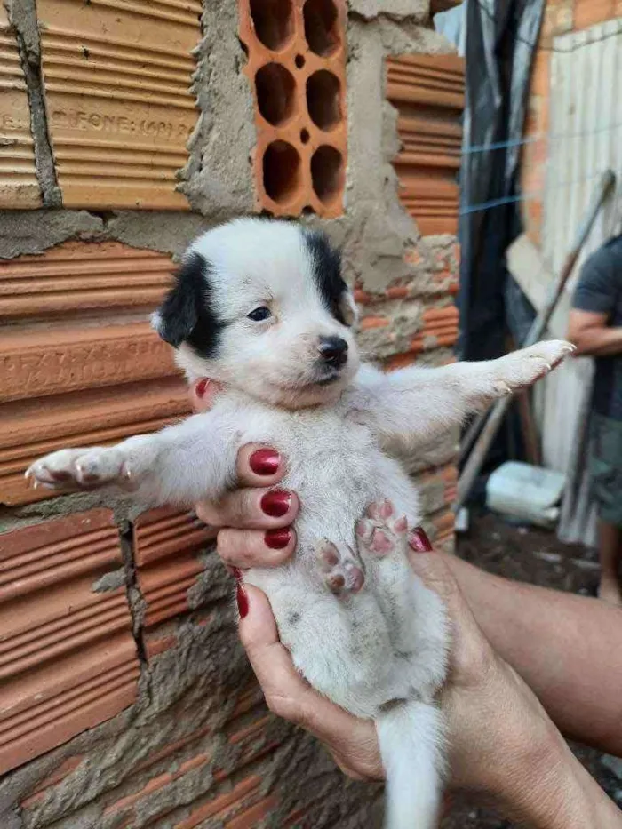 Cachorro ra a Border Collie, Poodle, SRD idade Abaixo de 2 meses nome Sem nome
