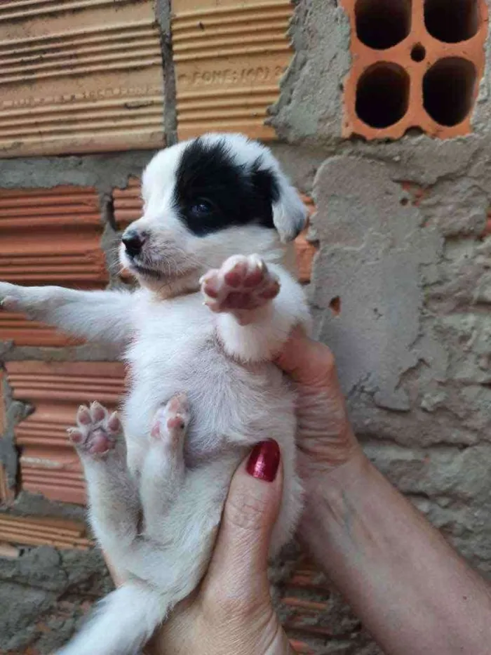Cachorro ra a Border Collie, Poodle, SRD idade Abaixo de 2 meses nome Sem nome
