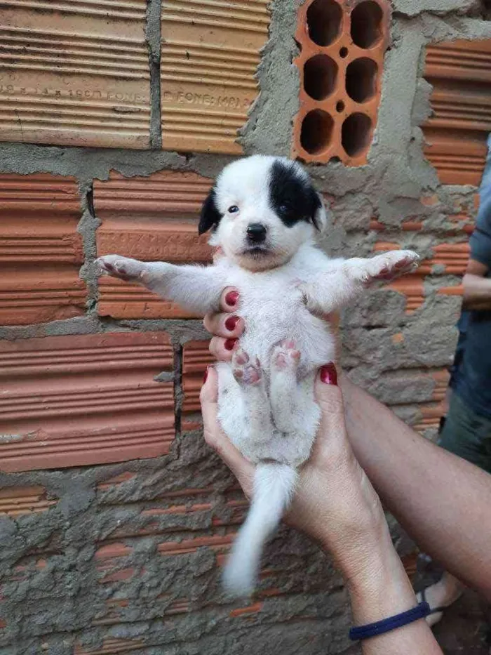 Cachorro ra a Border Collie, Poodle, SRD idade Abaixo de 2 meses nome Sem nome
