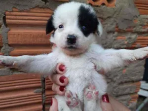 Cachorro raça Border Collie, Poodle, SRD idade Abaixo de 2 meses nome Sem nome