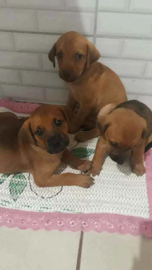 Cachorro ra a Vira lata  idade Abaixo de 2 meses nome Não tem nomes 