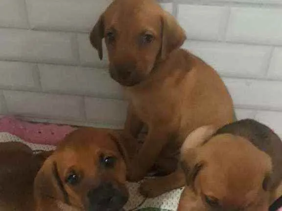 Cachorro ra a Vira lata  idade Abaixo de 2 meses nome Não tem nomes 