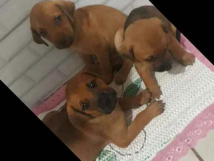 Cachorro ra a Vira lata  idade Abaixo de 2 meses nome Não tem nomes 