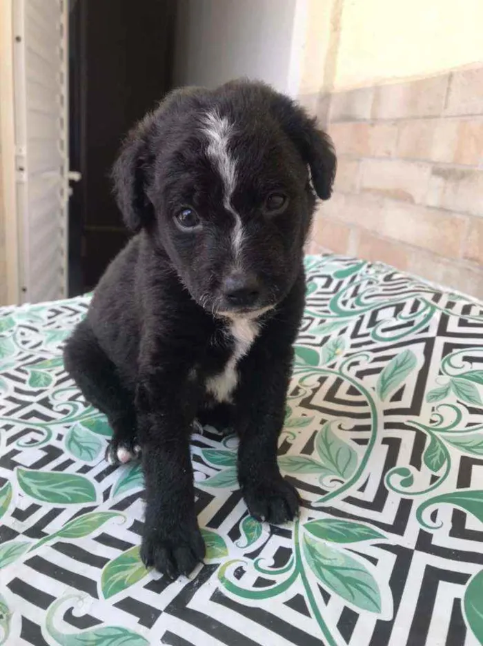 Cachorro raça SRD idade Abaixo de 2 meses nome Bart