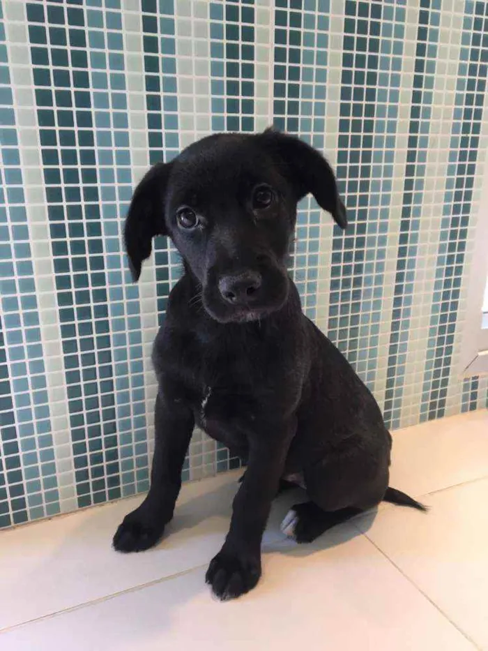 Cachorro raça SRD idade 2 a 6 meses nome Pietra 