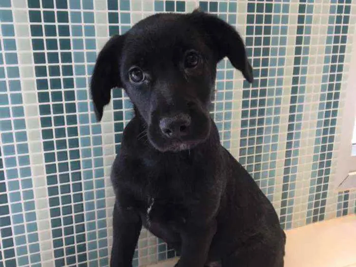 Cachorro raça SRD idade 2 a 6 meses nome Pietra 