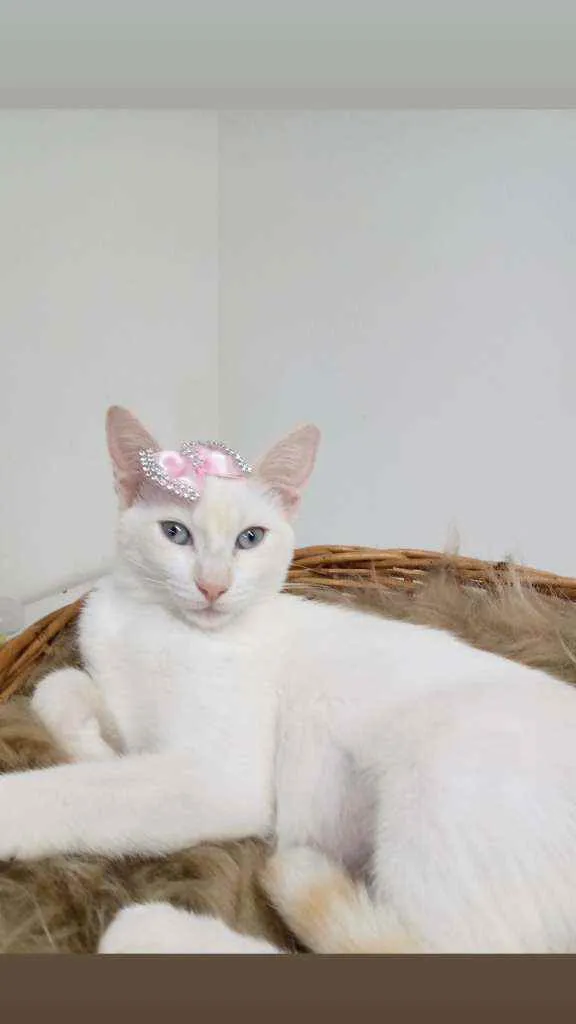 Gato raça Srd idade 2 a 6 meses nome Diana