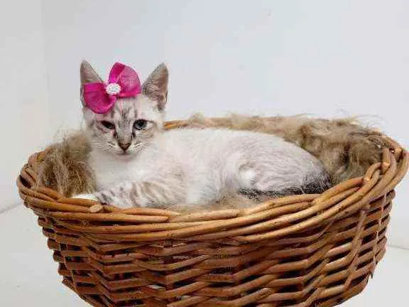 Gato raça Srd idade 2 a 6 meses nome Mag