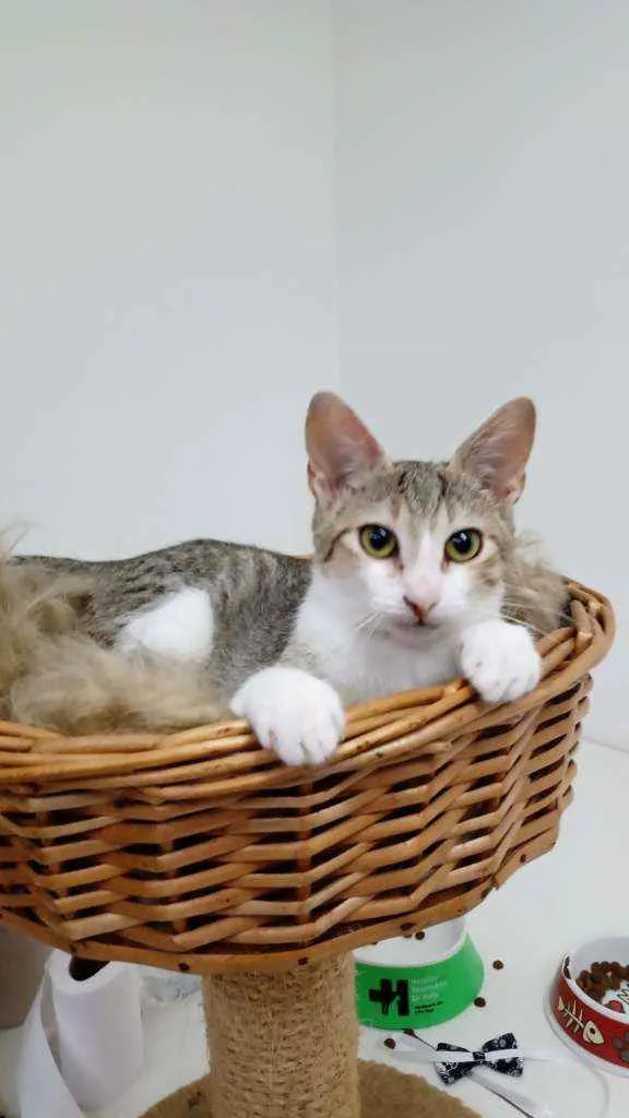 Gato raça Srd idade 2 a 6 meses nome Jessie