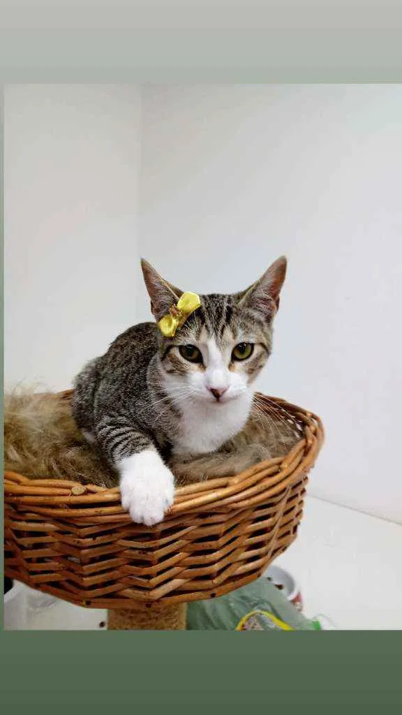 Gato raça Srd idade 2 a 6 meses nome Lara