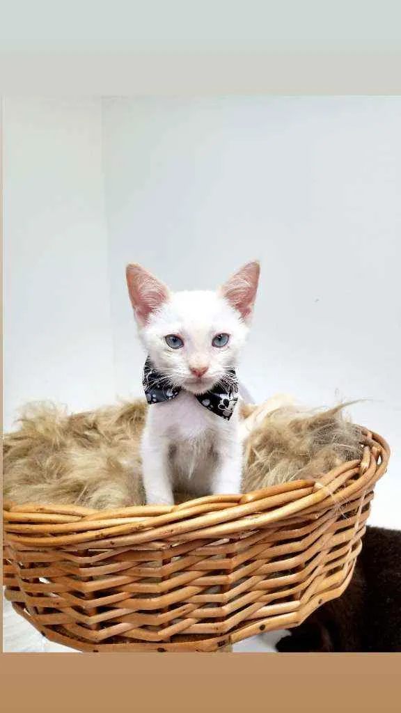 Gato raça Srd idade 2 a 6 meses nome Tippe