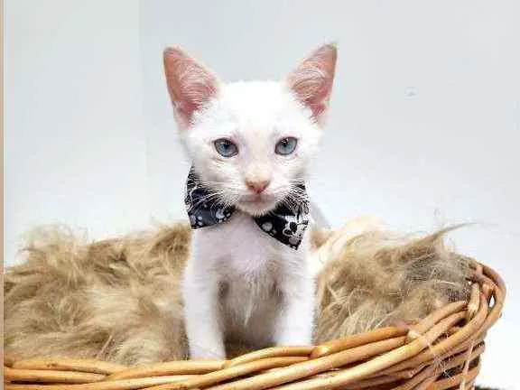 Gato raça Srd idade 2 a 6 meses nome Tippe