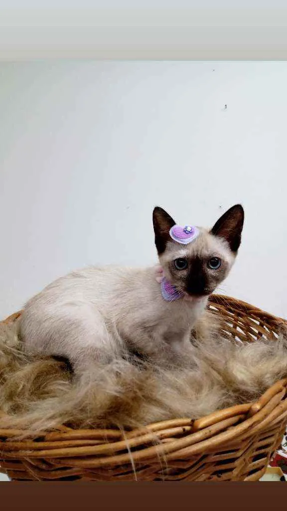 Gato raça Srd idade 2 a 6 meses nome Ester