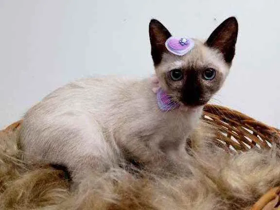 Gato raça Srd idade 2 a 6 meses nome Ester