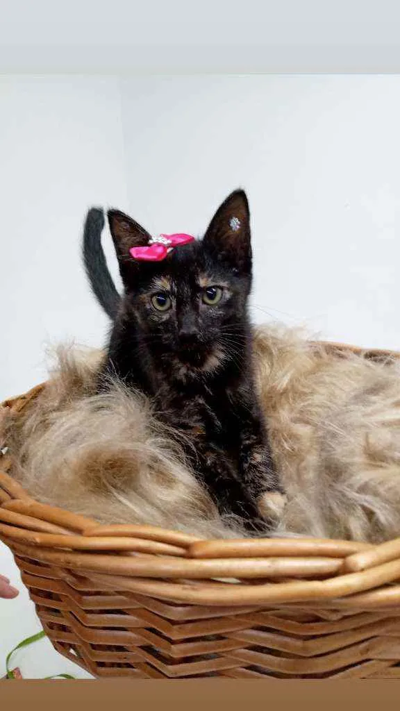 Gato raça Srd idade 2 a 6 meses nome Amora