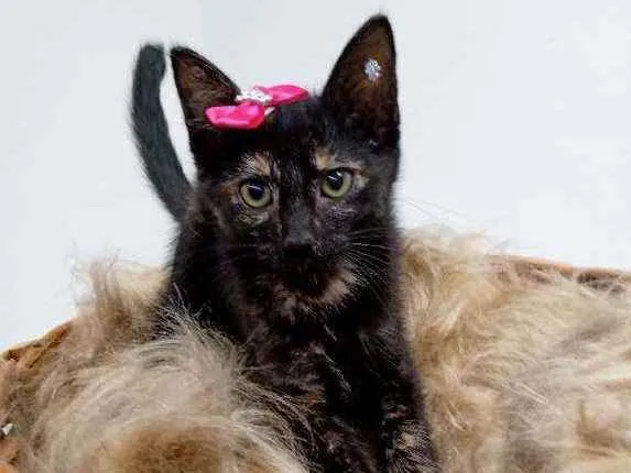 Gato raça Srd idade 2 a 6 meses nome Amora