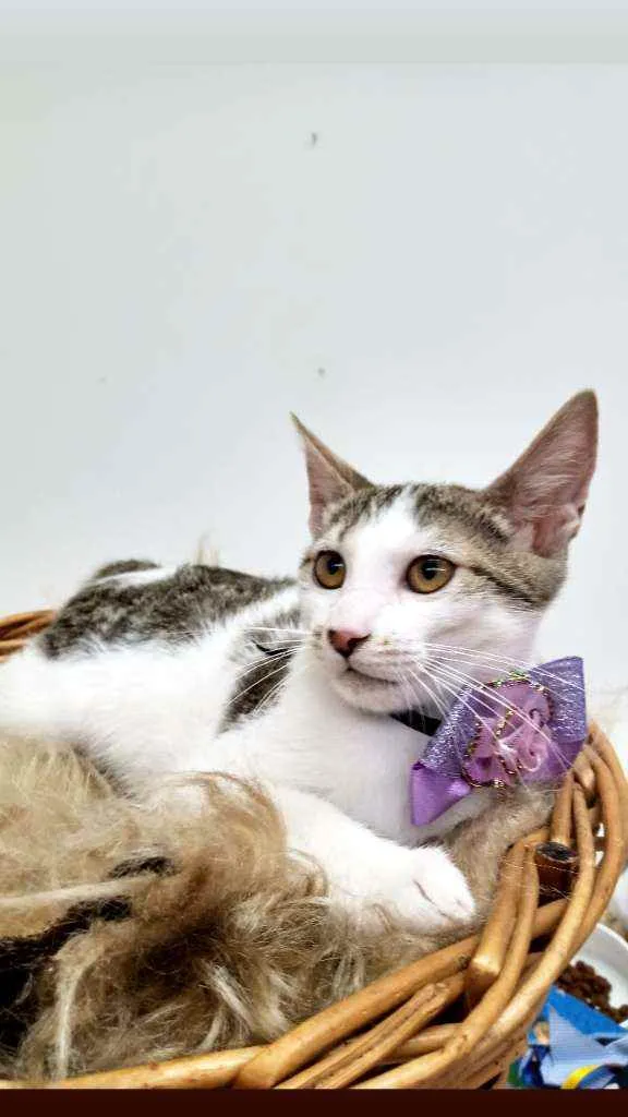 Gato raça Srd idade 2 a 6 meses nome Dengosa