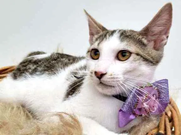 Gato raça Srd idade 2 a 6 meses nome Dengosa