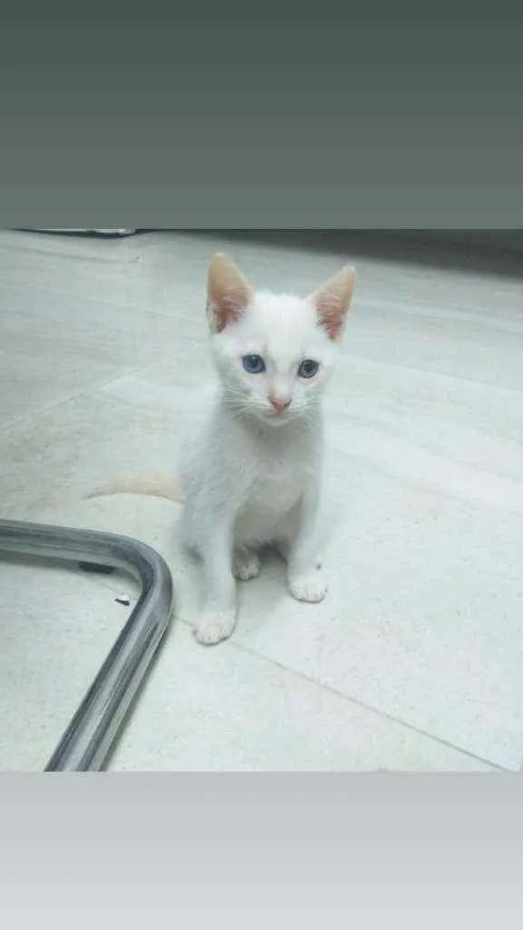 Gato raça Srd idade 2 a 6 meses nome Neve