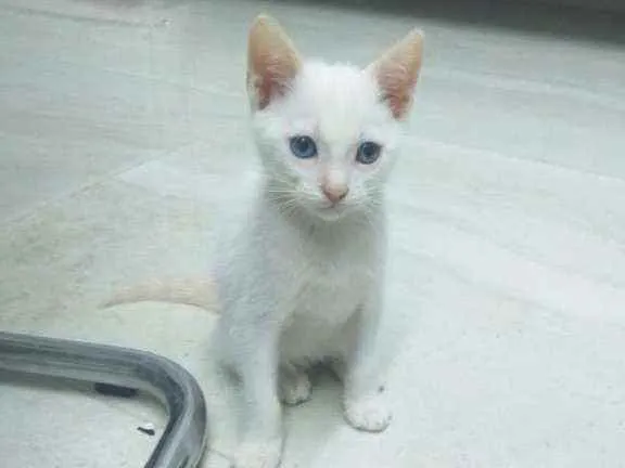 Gato raça Srd idade 2 a 6 meses nome Neve