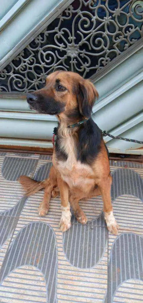Cachorro ra a SRD idade 2 anos nome RUBI