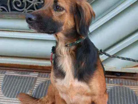 Cachorro ra a SRD idade 2 anos nome RUBI