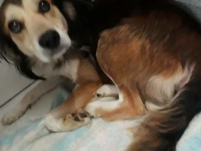 Cachorro ra a Vira-lata idade 1 ano nome Costela